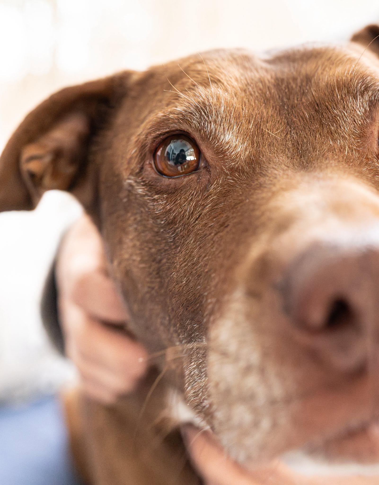 Pet photography by Meredith Lewis